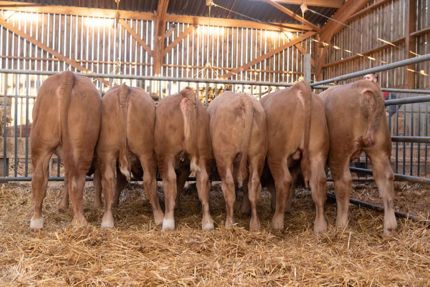 
						Ces veaux croisés montbéliards x Ypérios Excellence expriment un bon potentiel de développement musculaire. 
							© P. L. C.